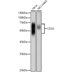 CD55 Rabbit pAb
