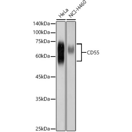 CD55 Rabbit pAb