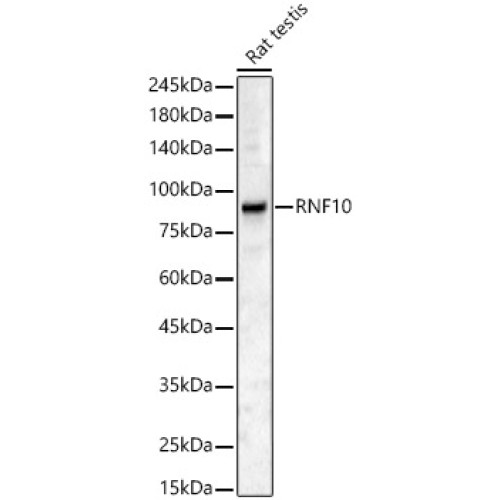RNF10 Rabbit pAb