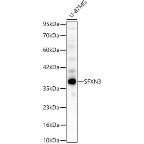 SFXN3 Rabbit pAb