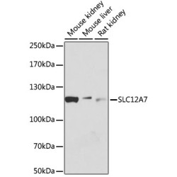SLC12A7 Rabbit pAb