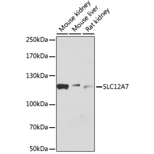 SLC12A7 Rabbit pAb