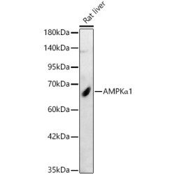 AMPKα1 Rabbit pAb