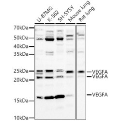 VEGFA Rabbit pAb