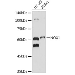 NOX1 Rabbit pAb