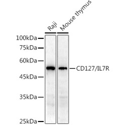 CD127/IL7R Rabbit pAb