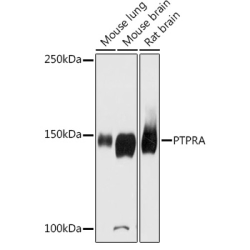 PTPRA Rabbit pAb