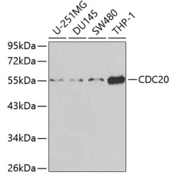 CDC20 Rabbit pAb