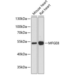 MFGE8 Rabbit pAb