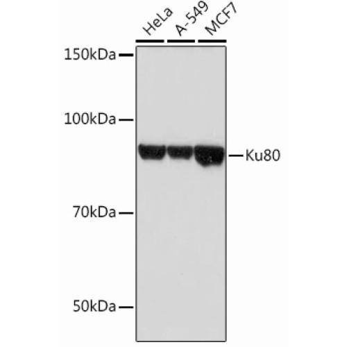 Ku80 Rabbit mAb
