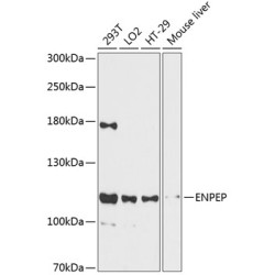 ENPEP Rabbit pAb