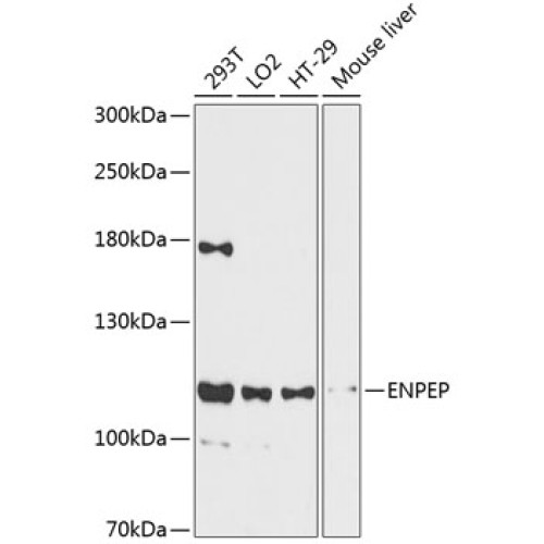 ENPEP Rabbit pAb