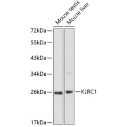 KLRC1 Rabbit pAb