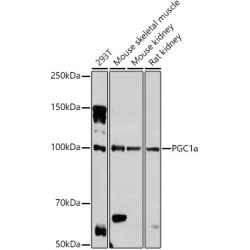 PGC1α Rabbit pAb