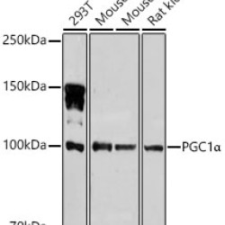 PGC1α Rabbit pAb