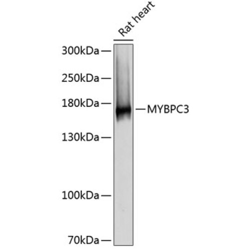 MYBPC3 Rabbit pAb