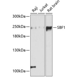 SBF1 Rabbit pAb