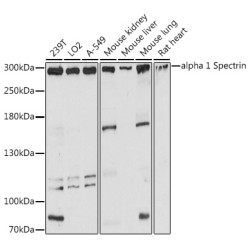 alpha 1 Spectrin Rabbit pAb