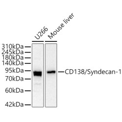 CD138/Syndecan-1 Rabbit pAb