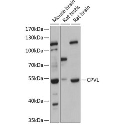 CPVL Rabbit pAb
