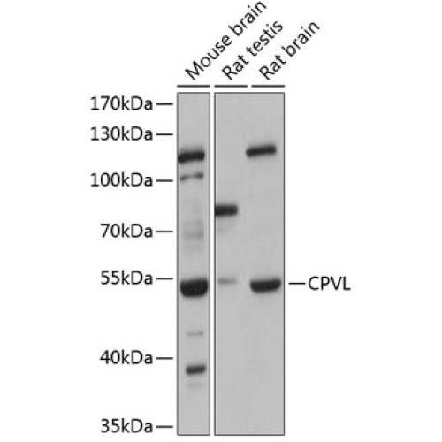 CPVL Rabbit pAb