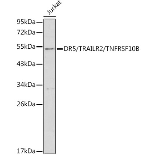 DR5/TRAILR2/TNFRSF10B Rabbit pAb