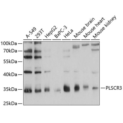 PLSCR3 Rabbit pAb