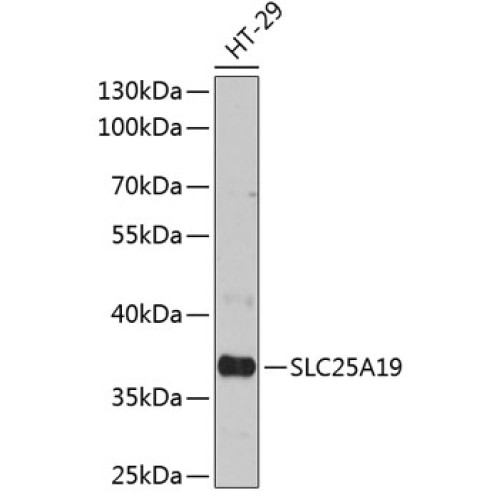 SLC25A19 Rabbit pAb