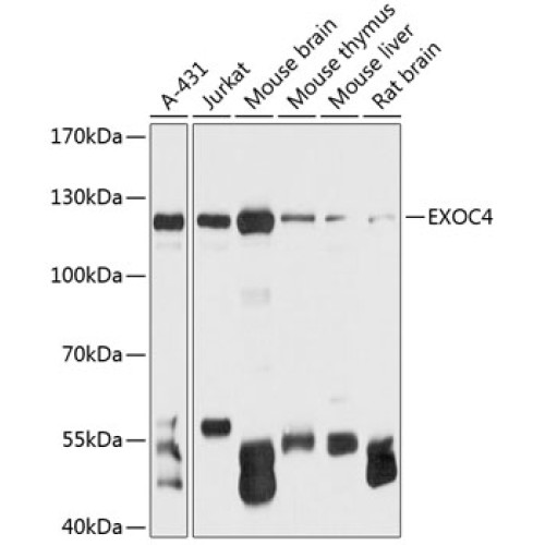 EXOC4 Rabbit pAb