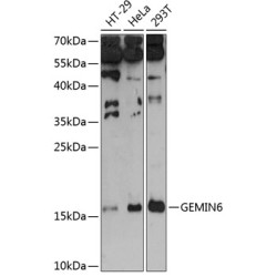 GEMIN6 Rabbit pAb