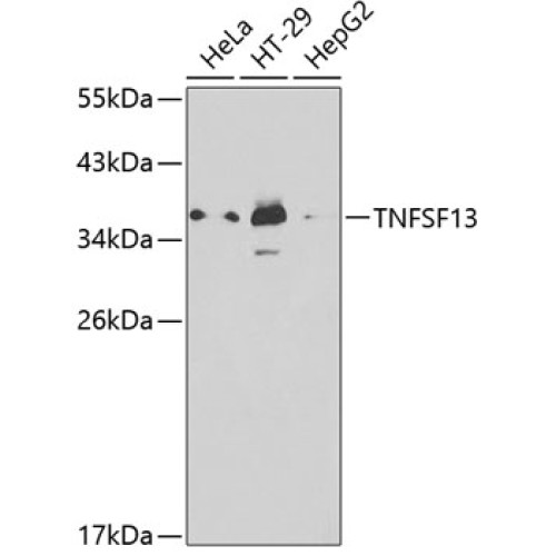 TNFSF13 Rabbit pAb