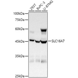 SLC16A7 Rabbit pAb