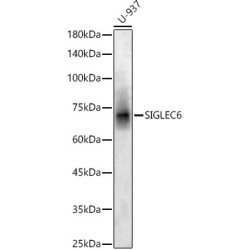 SIGLEC6 Rabbit pAb