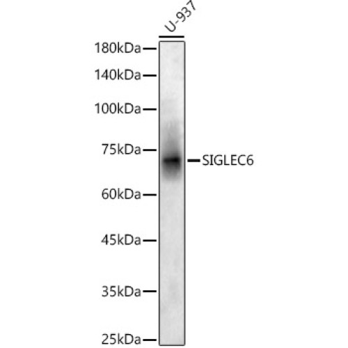 SIGLEC6 Rabbit pAb