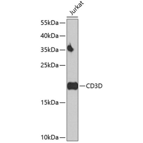 CD3D Rabbit pAb