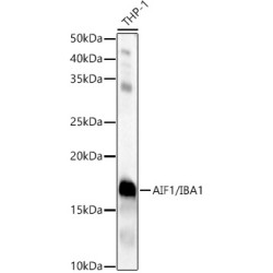 AIF1/IBA1 Rabbit pAb