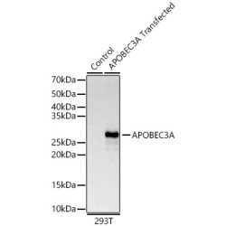 APOBEC3A Rabbit pAb