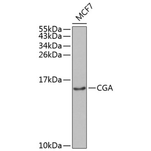 CGA Rabbit pAb