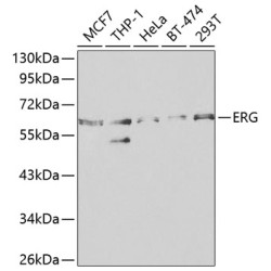 ERG Rabbit pAb