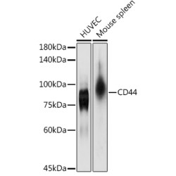 [KO Validated] CD44 Rabbit pAb