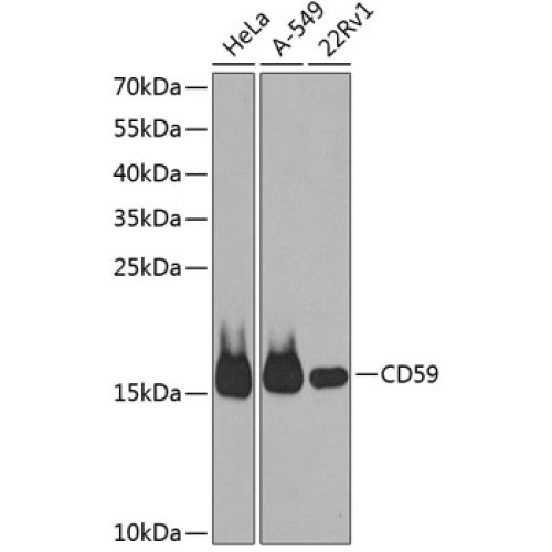CD59 Rabbit pAb
