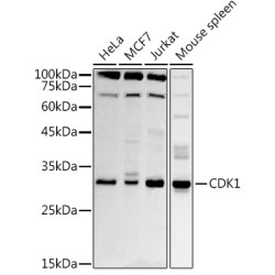 CDK1 Rabbit pAb