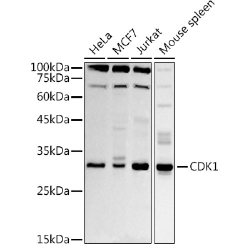 CDK1 Rabbit pAb