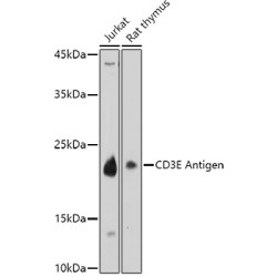 CD3E Antigen Rabbit pAb