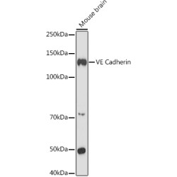 VE Cadherin Rabbit pAb