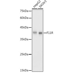 JAM-A/CD321/F11R Rabbit pAb