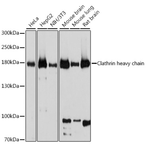 Clathrin heavy chain Rabbit pAb