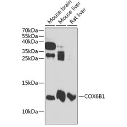 COX6B1 Rabbit pAb