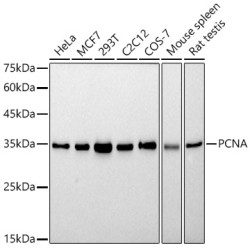 PCNA Rabbit mAb