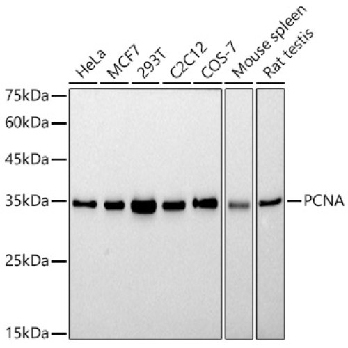 PCNA Rabbit mAb